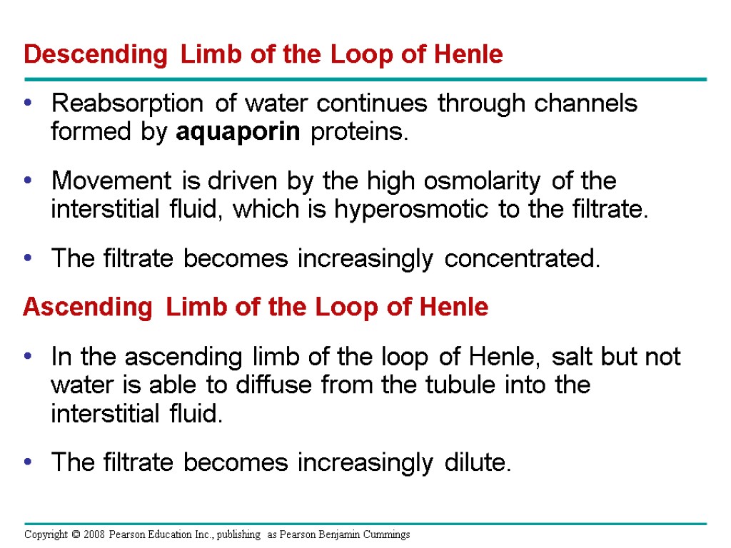 Descending Limb of the Loop of Henle Reabsorption of water continues through channels formed